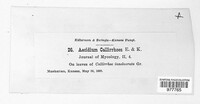 Aecidium callirhoës image